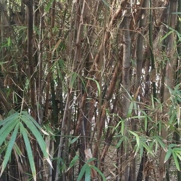 Bambusa vulgaris Yeri
