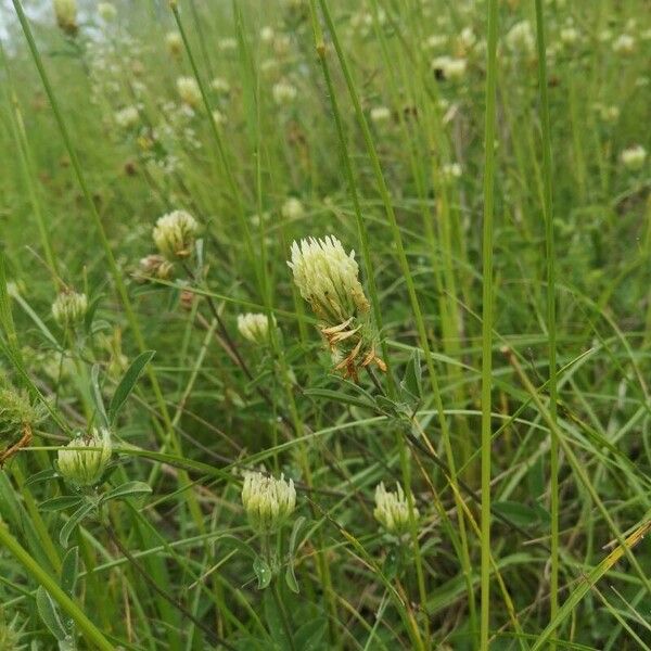 Trifolium ochroleucon Flor