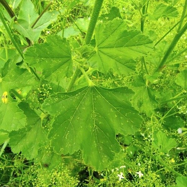 Malva thuringiaca Hoja