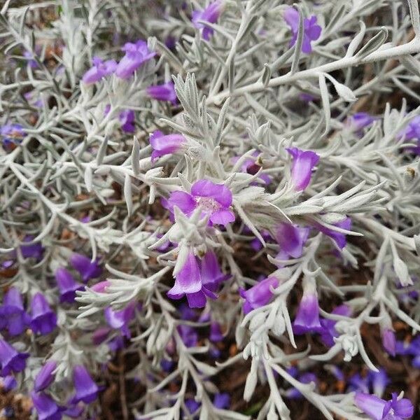 Eremophila nivea Flor