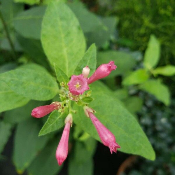 Cestrum elegans Flor