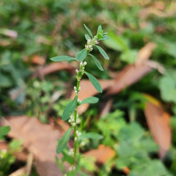 Polygonum plebeium Hábito