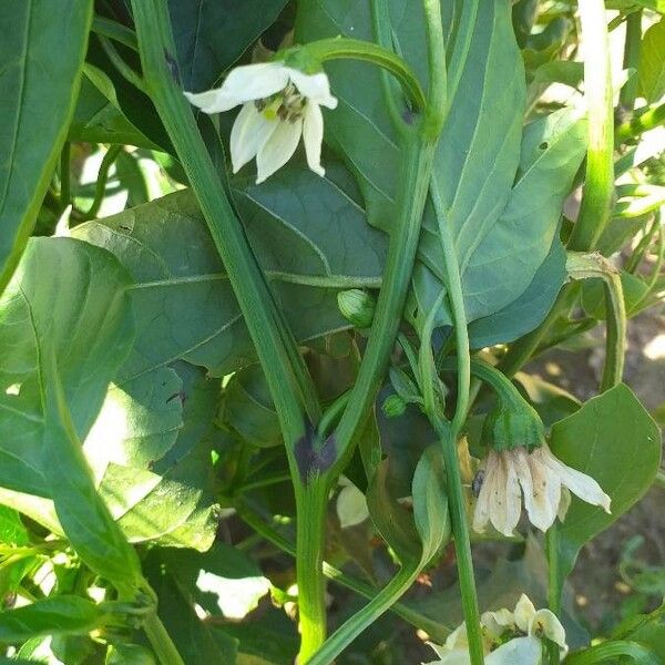 Capsicum annuum Blüte