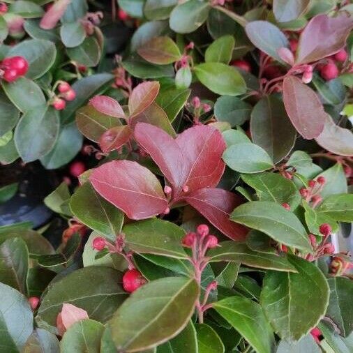 Gaultheria procumbens Habitus