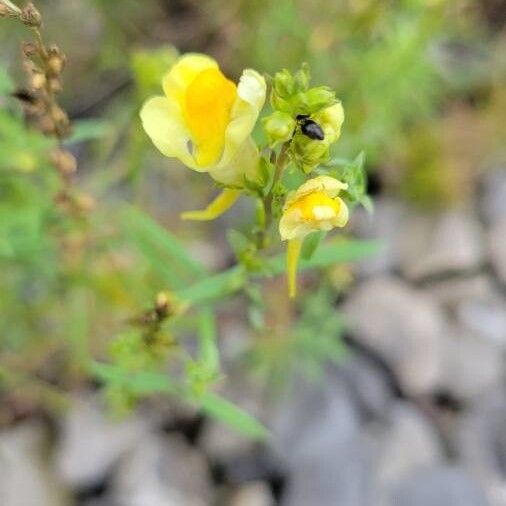 Linaria vulgaris Flower