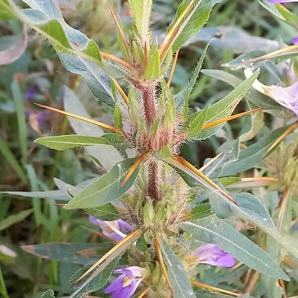 Hygrophila auriculata Leaf