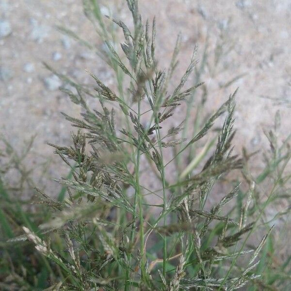 Eragrostis barrelieri Blodyn