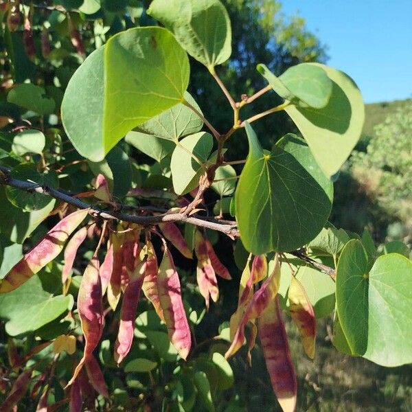 Cercis griffithii Blatt