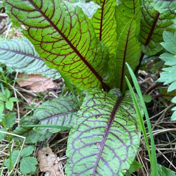 Rumex sanguineus List