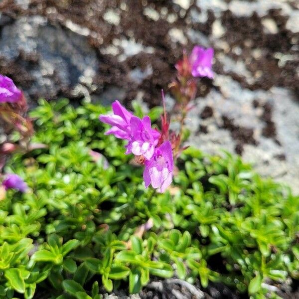 Penstemon davidsonii Blodyn