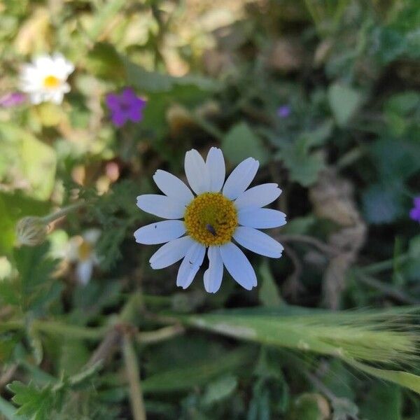 Anthemis arvensis 花