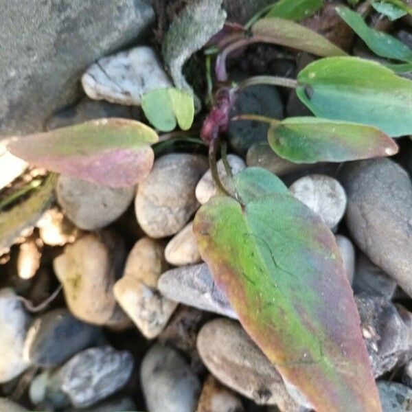 Alisma plantago-aquatica Leaf