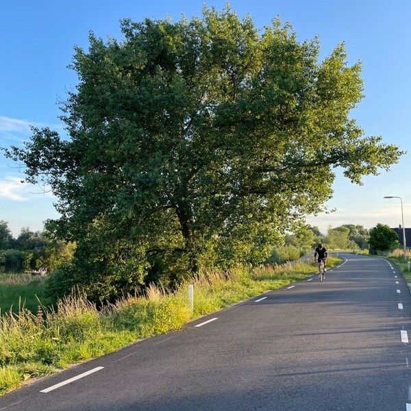 Populus deltoides 形态