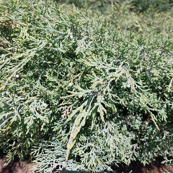 Juniperus horizontalis Feuille