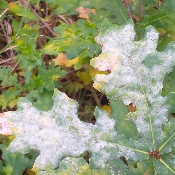 Quercus robur Φύλλο