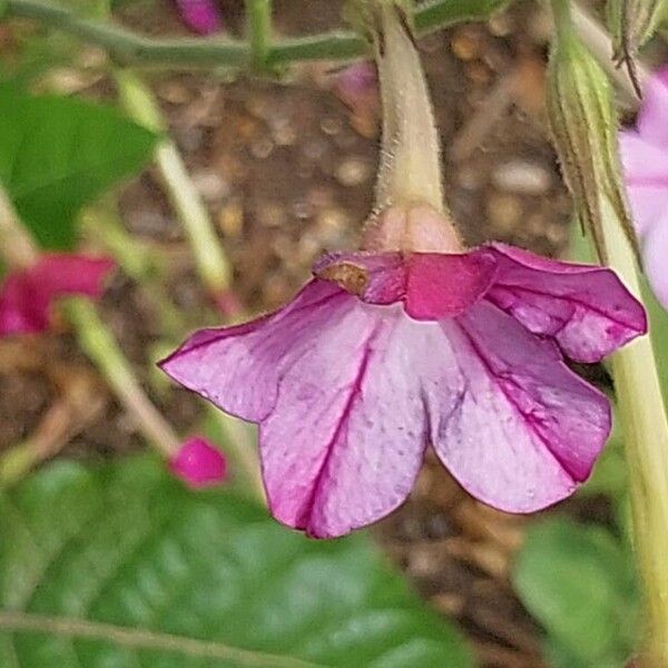 Nicotiana acuminata Flower