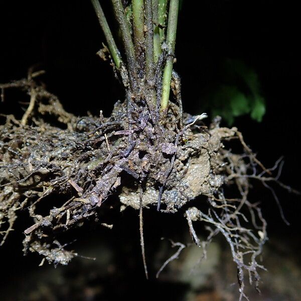 Asplenium macrophlebium Anders