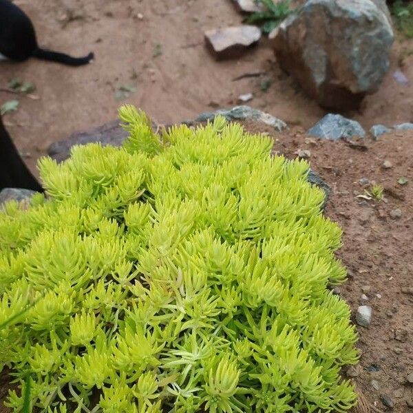 Sedum reflexum Φύλλο