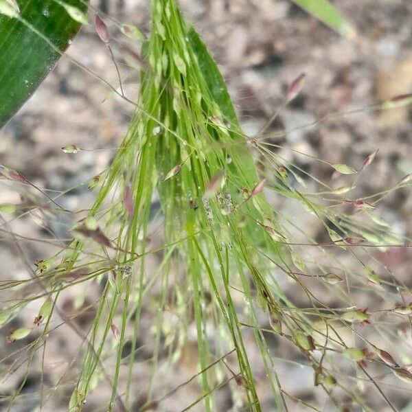 Panicum capillare Gyümölcs