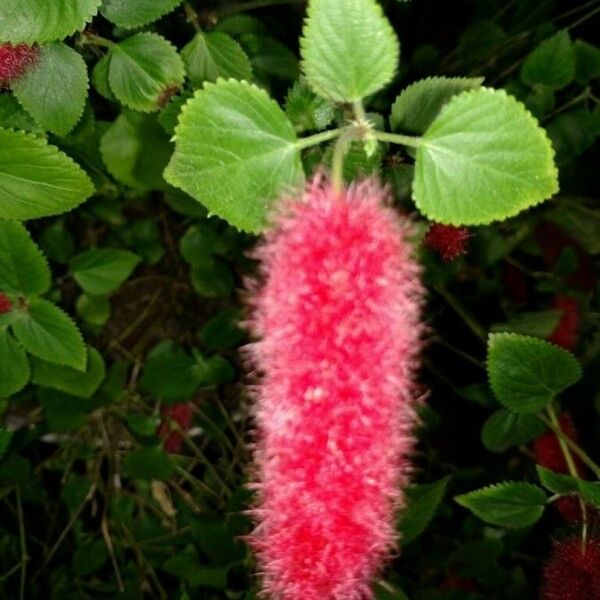 Acalypha hispida Квітка