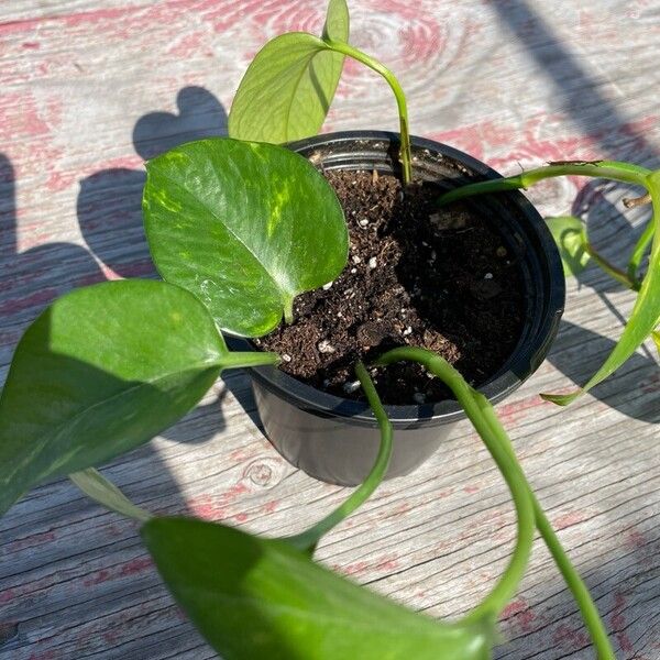 Epipremnum aureum Leaf