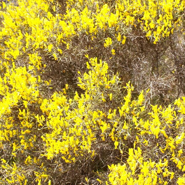 Genista acanthoclada Floare