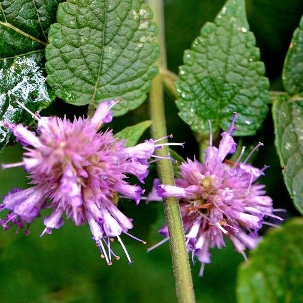 Agastache foeniculum Leaf