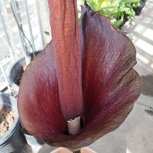 Amorphophallus konjac Flower