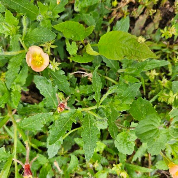 Oenothera laciniata 叶