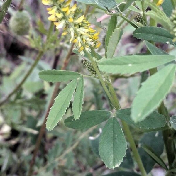 Melilotus indicus 花