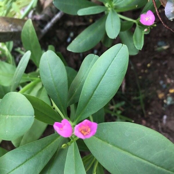 Talinum paniculatum Blad