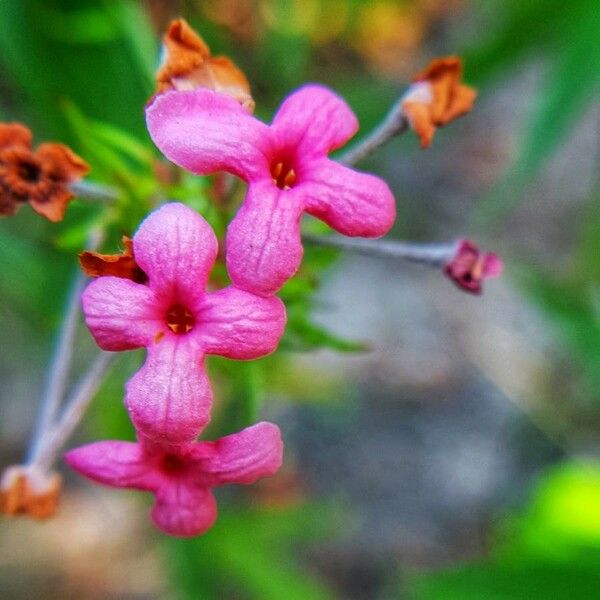 Daphne cneorum ফুল