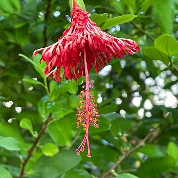 Hibiscus schizopetalus Λουλούδι