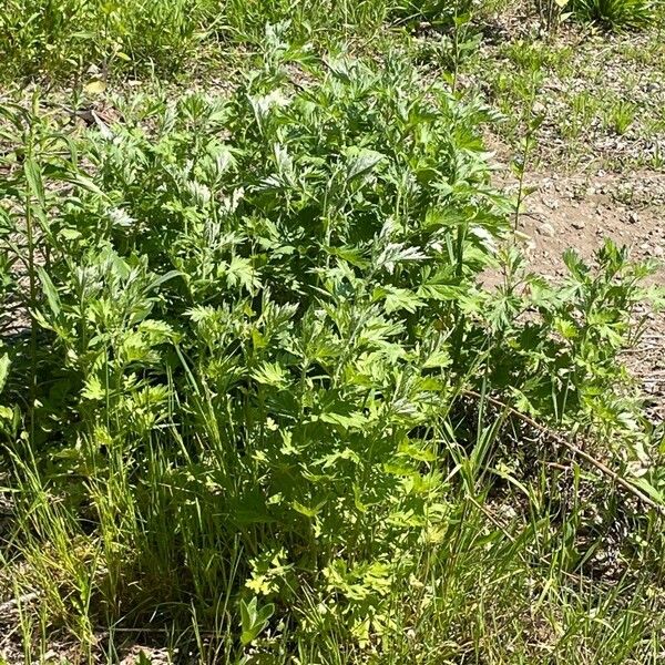 Artemisia argyi Blatt