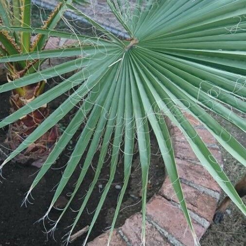 Washingtonia robusta Blatt