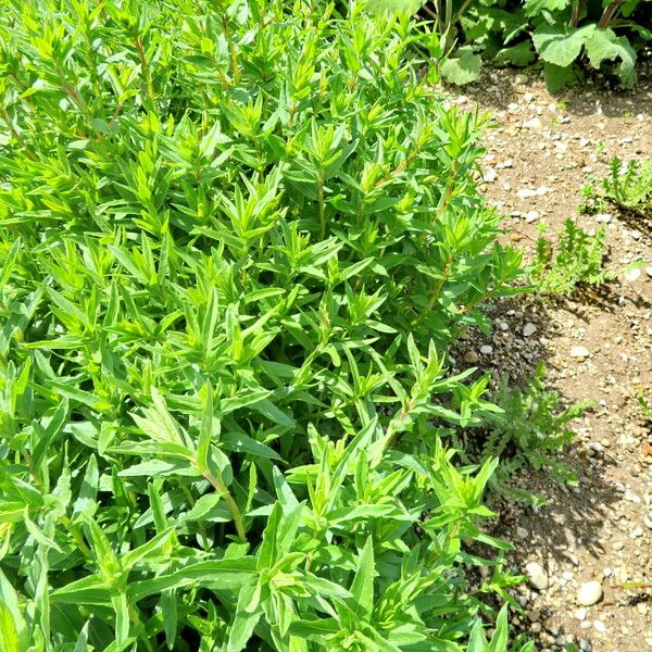 Scutellaria baicalensis Habit