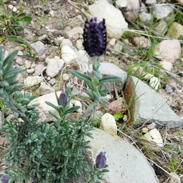 Lavandula stoechas Квітка