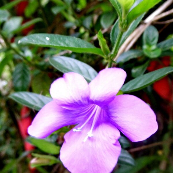 Barleria cristata ফুল