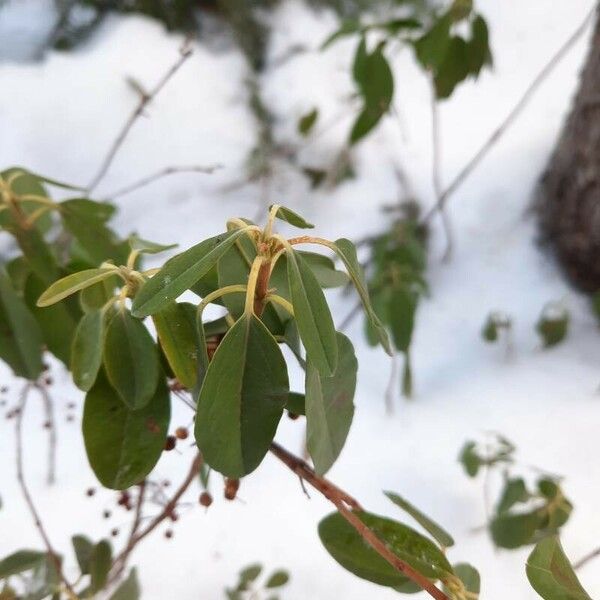 Kalmia angustifolia Blatt