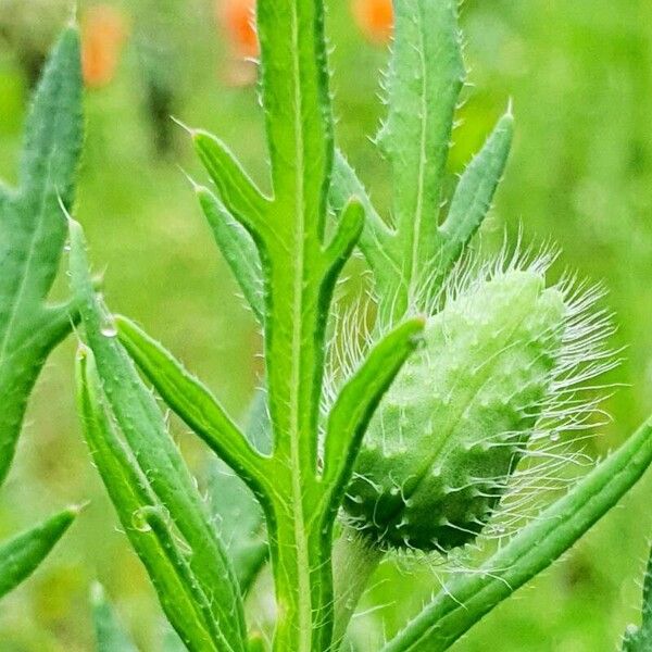 Papaver dubium 葉