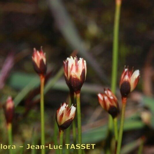 Juncus triglumis Blodyn