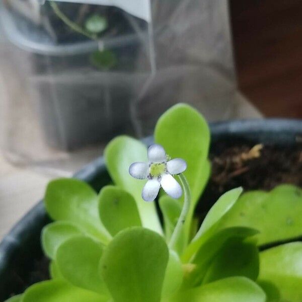 Pinguicula agnata Кветка