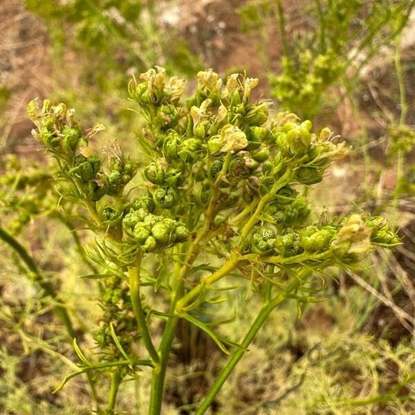 Ruta montana Flower