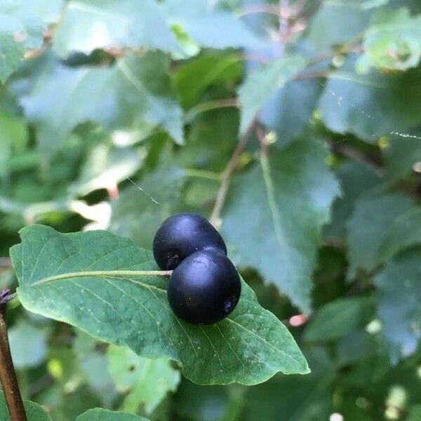 Lonicera nigra Fruit