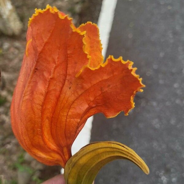 Spathodea campanulata Flor