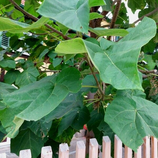 Paulownia tomentosa 葉