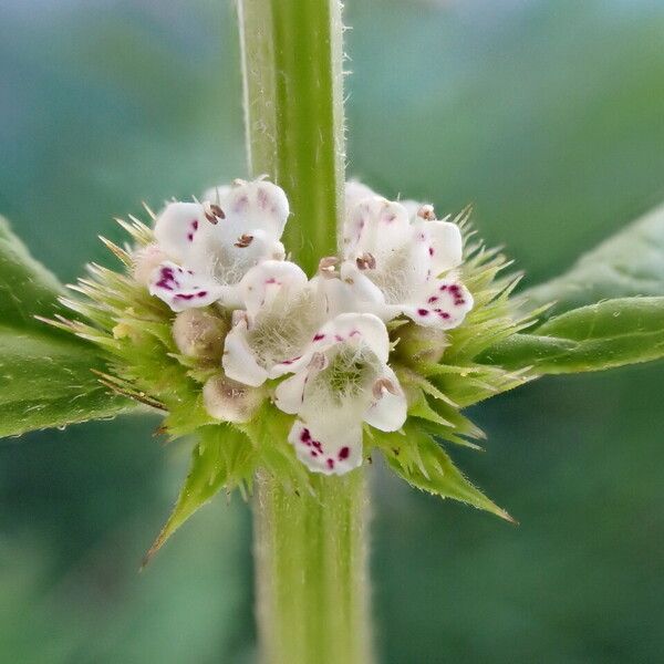 Lycopus europaeus Fiore