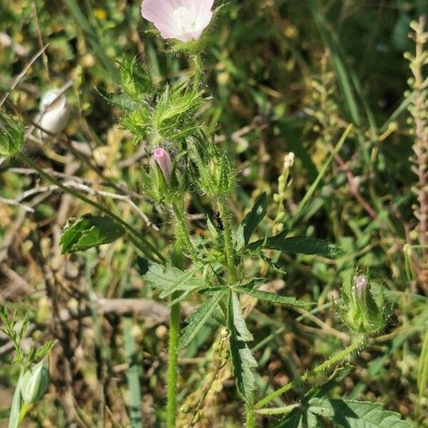 Malva setigera Flower