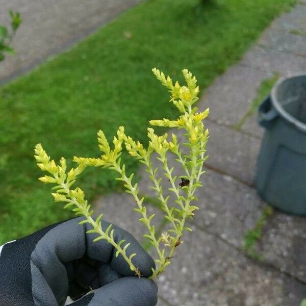 Sedum sexangulare Flower