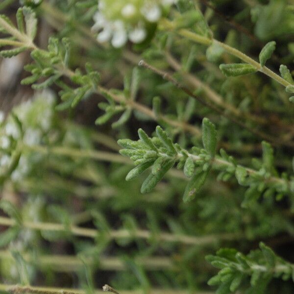 Teucrium expassum Folha